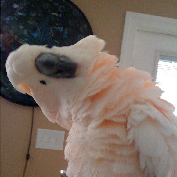 This is my Abigail, Lexi and Crikit - Picture 5 of 13